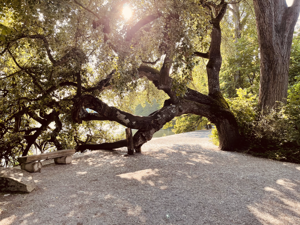 Bild mit Sonnenschein durch Baum